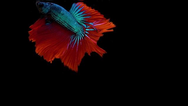 Beautiful Betta Fish True Black 8K Video Ultra HD for 8K TV By TRUE 8K смотреть онлайн