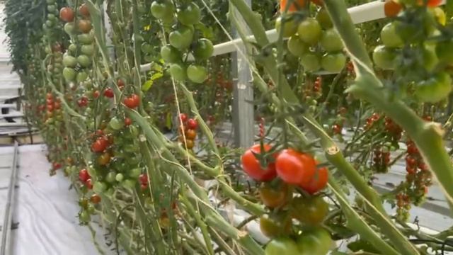 В теплице смотреть онлайн