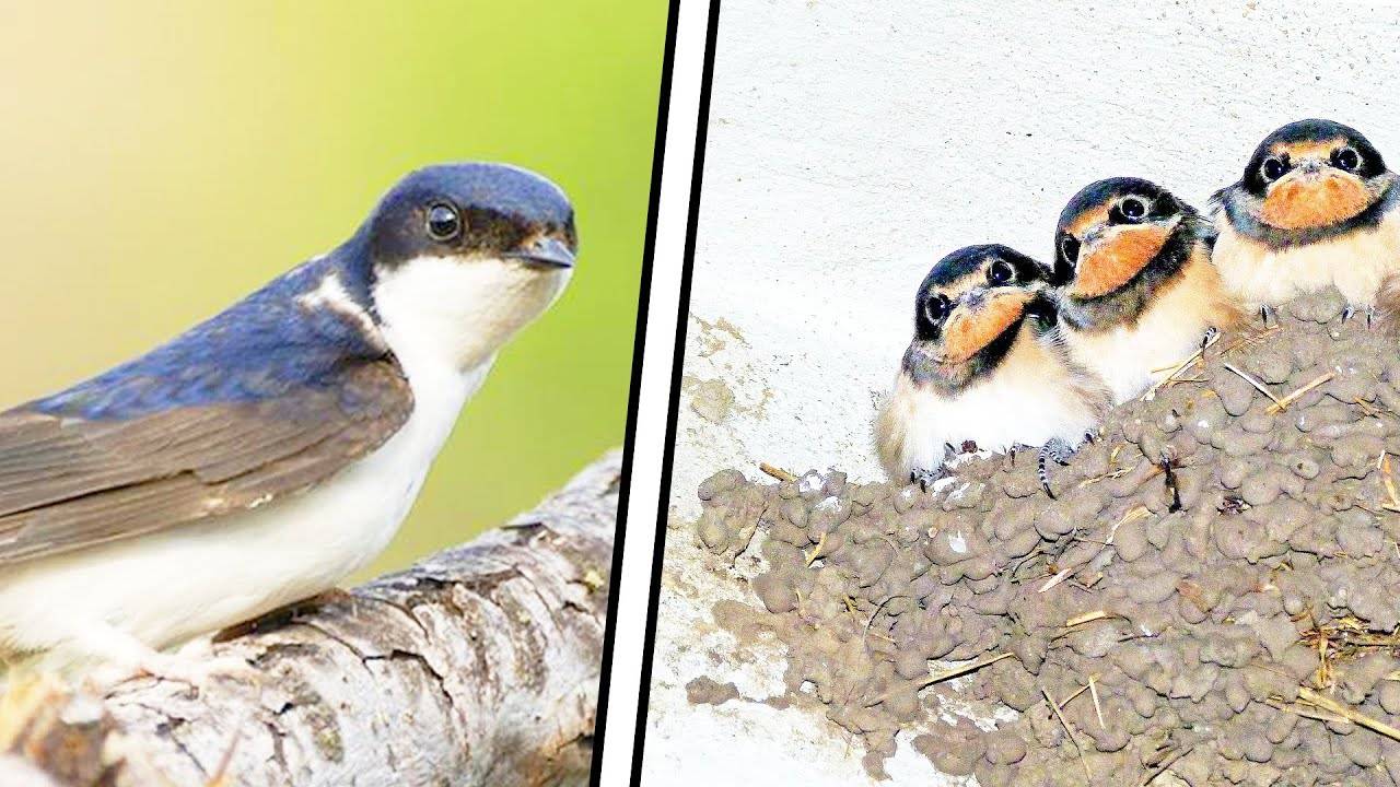 КАК ЖИВЕТ ЛАСТОЧКА? ИНТЕРЕСНОЕ ПРО ЛАСТОЧЕК смотреть онлайн