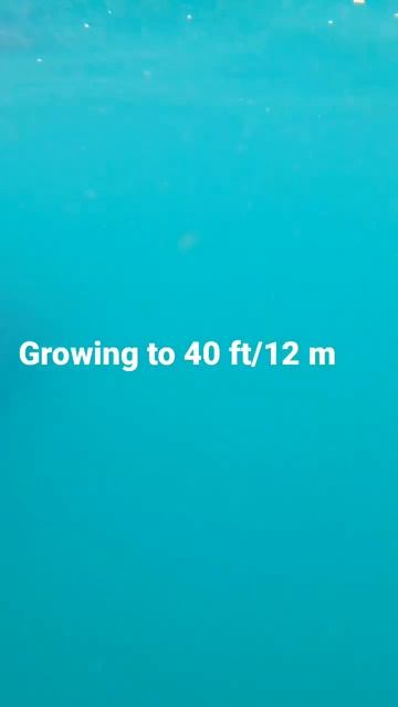 Would you swim with a dinosaur? 🦖😳 Answer at end! #dinosaur #adventure смотреть онлайн