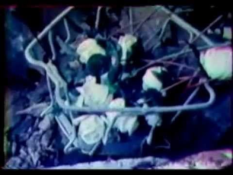 Die Schwarze Katzen Weisen Rossen