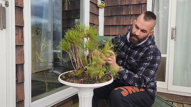 Carnivore Experiment and Bonsai Forest Shaping - Blue Spruce Red Pine Thuja Occidentalis смотреть онлайн