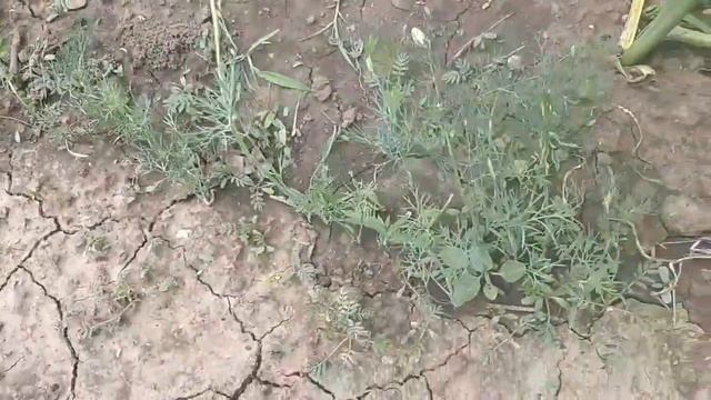 Погода у нас меняется, а я готовлю бульон из петуха. смотреть онлайн