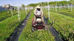Косим междурядья, косилка от НС Михалкова.
