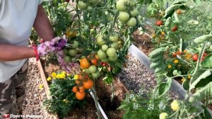 Как обрезать листья у томатов и зачем.