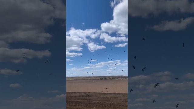 Культивация на т-150к смотреть онлайн