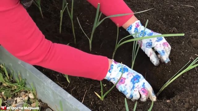 Лук из семян. Выращивание лука от посева до уборки урожая. смотреть онлайн