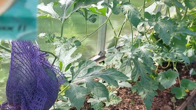 Выращивание арбузов в теплице. Подмосковье. смотреть онлайн