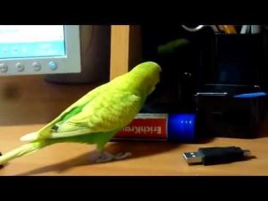 ПОПУГАЙ ТОША ХОЧЕТ УЧИТЬСЯ//ОЗОРНОЙ ПОПУГАЙЧИК//ВОЛНИСТЫЙ ПОПУГАЙ