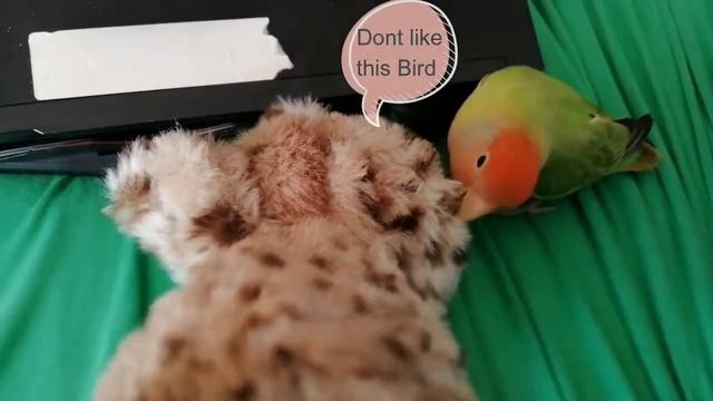 Lovebird reacts to plush Owl toy смотреть онлайн