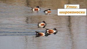 Стайка носатых красавцев - утки-широконоски. Танцы, драчки, еда. 02.04.25