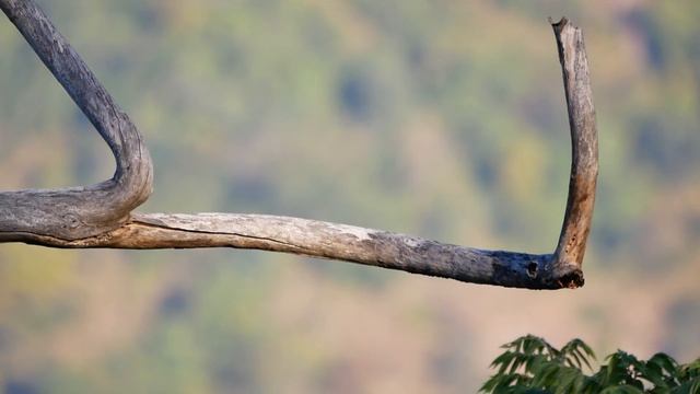 Square-tailed Drongo (Surniculus lugubris) - Magoebaskloof Mountain Lodge (South Africa) 8-6-2019 смотреть онлайн