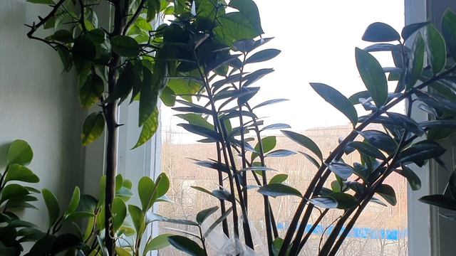 Думки осенние