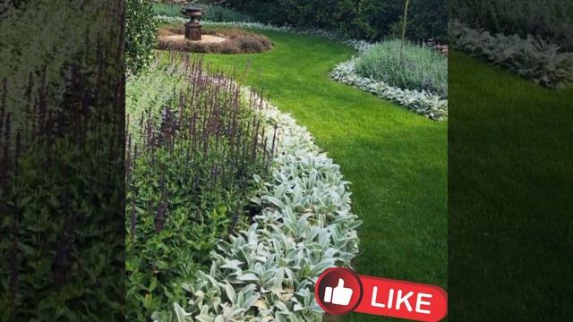 Чистец Византийский — очаровательное растение. смотреть онлайн