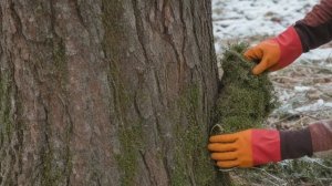 Все про сорт вишни Тургеневская - Деревья