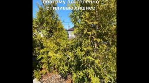 Многоствольные туи. Удаляю лишние стволы у туй, оставляю 1-2
#СадШалфей35 #туи #садсвоимируками
