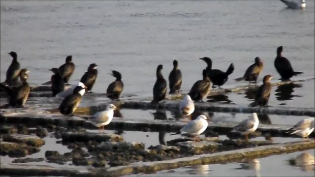 Cormorani mici - Pygmy Cormorants смотреть онлайн