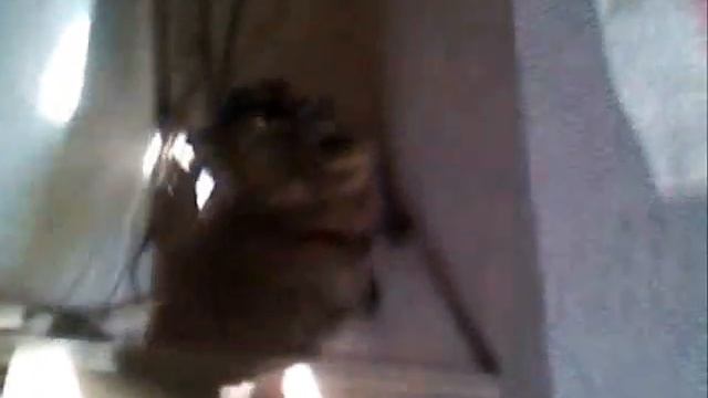 CAT GETS RAPED BY FERRET (HIDE YOUR ANIMALS) смотреть онлайн