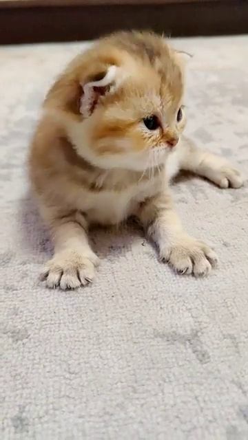 плюшевый мишка Барни #золотаяшиншилла #подпишисьнамойканал #cat #молдова #продажакотят смотреть онлайн