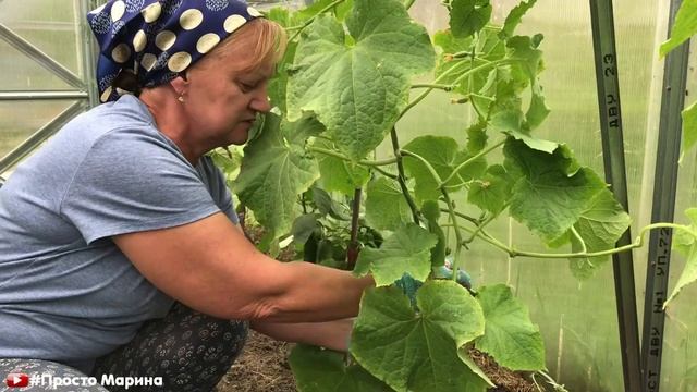 Огурцы Как продлить плодоношение Закольцовываю огурец. смотреть онлайн