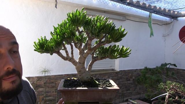 Bonsai Suculenta - Crassula Ovata Convoluta