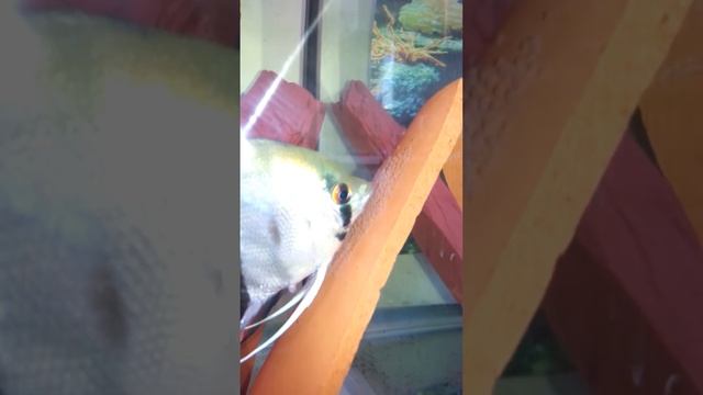 Breeding Angelfish Spawning video and advices ! НЕРЕСТ СКАЛЯРИЙ !רביית סקלרים смотреть онлайн