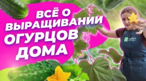 ВАЖНО О ВЫРАЩИВАНИИ ОГУРЦОВ