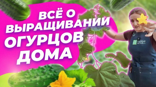 ВАЖНО О ВЫРАЩИВАНИИ ОГУРЦОВ