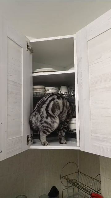 Запрыгнула к посуде