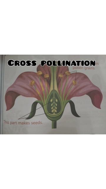 pollination | types of pollination | cross pollination | self pollination #pollinations #biology смотреть онлайн