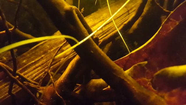 Apistogramma panduro 26/04/2016 смотреть онлайн