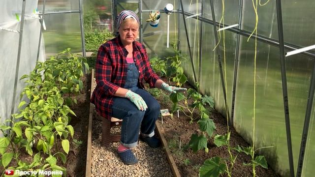 Огурцы в теплице после высадки. смотреть онлайн