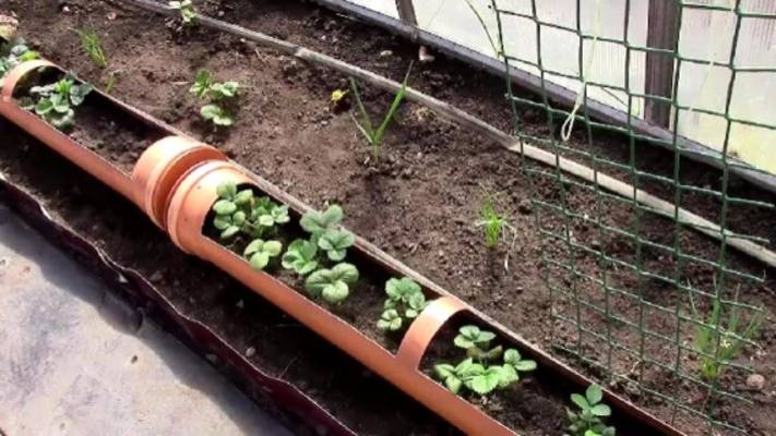 Ремонтантная клубника в трубах на стене, после зимы. смотреть онлайн