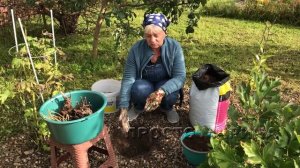 Посадка пионов от подписчицы.