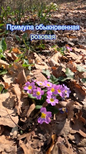 Примула розовая смотреть онлайн