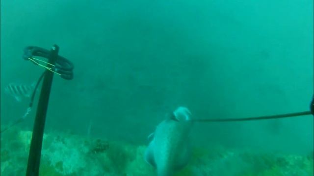 Carolina Grouper Hunting with Riffe and Mako Spearguns смотреть онлайн