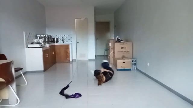 Dayao, Mhay P._FINAL EXAMINATION_COMBINATION OF DANCE, STUNTS, APPARATUS, BASIC POSITION, TUMBLING смотреть онлайн