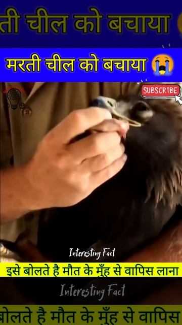 भले लोगों ने बचाई कमजोर चील की जान ||#shorts #facts #viral #factsinhindi #factshorts #knowledge # смотреть онлайн