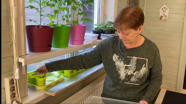 Рассада перца. Всходы