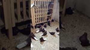 вишневые николаевские голуби