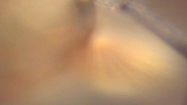 Bacillus Thuringensies смотреть онлайн