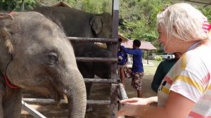 PHUKET ELEPHANT CARE
