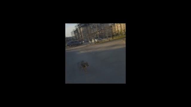 На территорию детсада №32 в Дзержинском районе проникают бродячие собаки смотреть онлайн