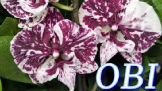 №1060/ СВЕЖАЯ поставка РОСКОШНЫХ орхидей в OBI смотреть онлайн