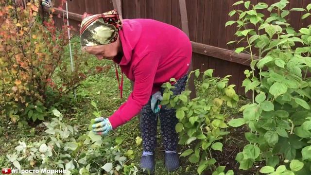 Малина уход. Обязательно сделайте это с малиной.