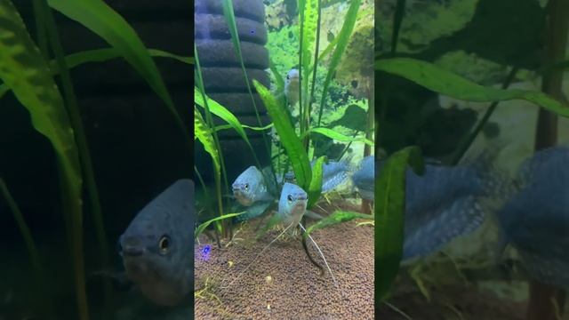 Аквариум! Скалярии, гурами смотреть онлайн