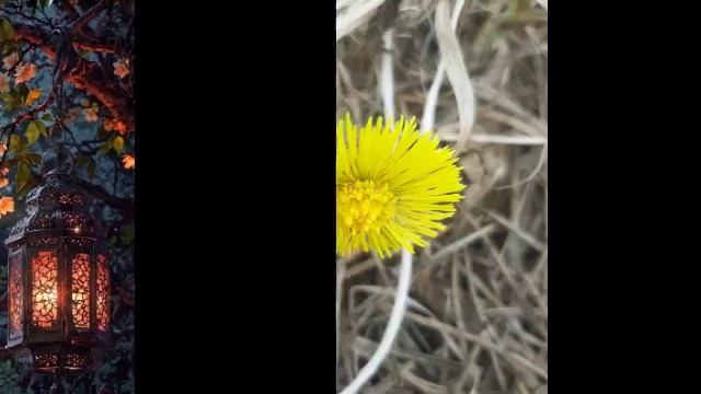 Прекрасная весна и мелодия армянского дудука. Люблю слушать мелодии дудука. Дудук .mp4 смотреть онлайн