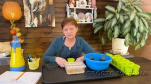 Посев перца на рассаду пророщенными семенами.