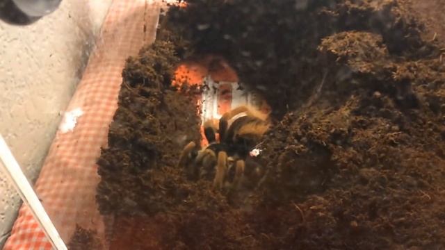 My spider M.Robustum attacks cockroach (TWICE) 120 FPS Slow Motion смотреть онлайн