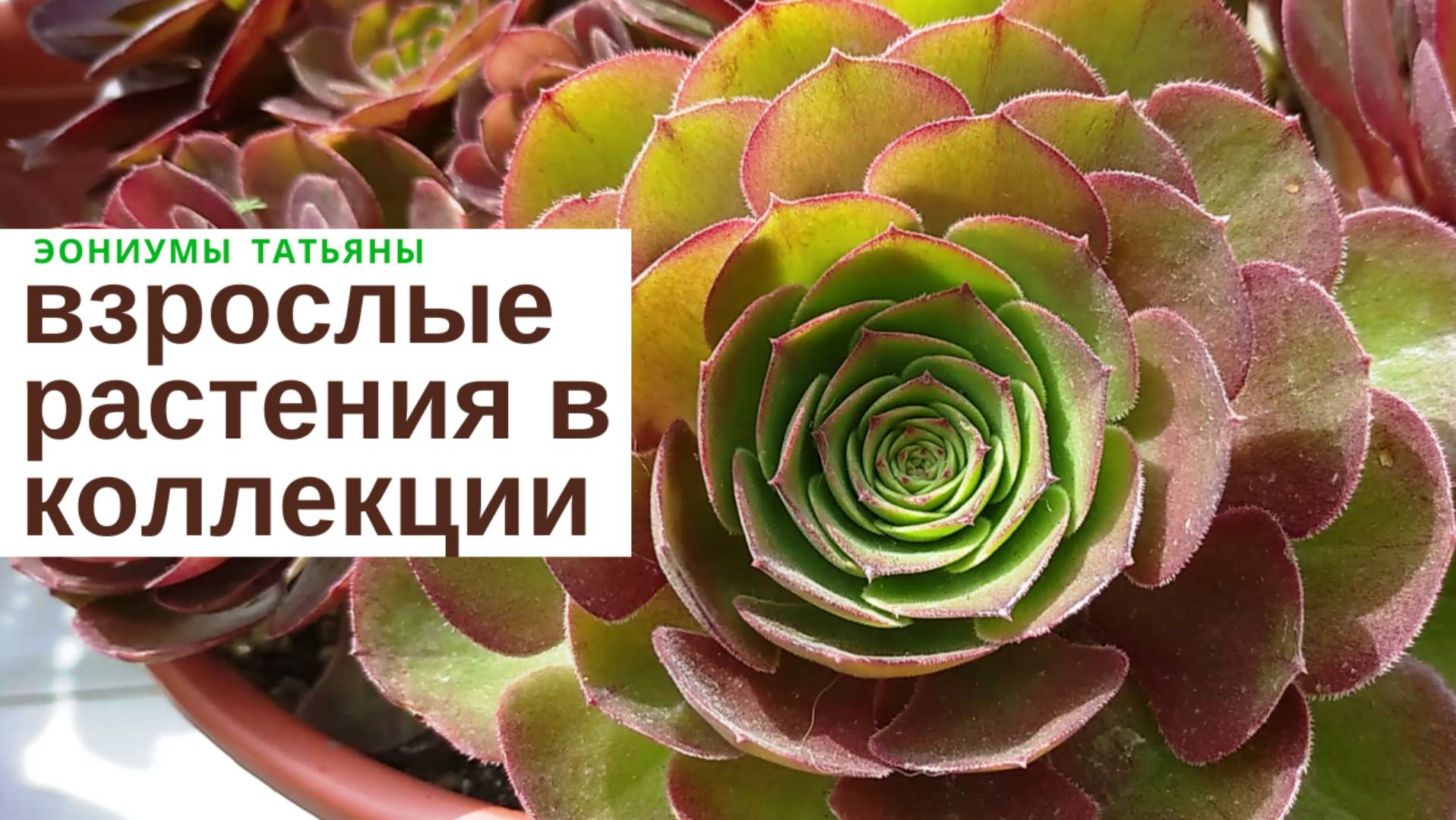 №138 Взрослые эониумы апрель 2022